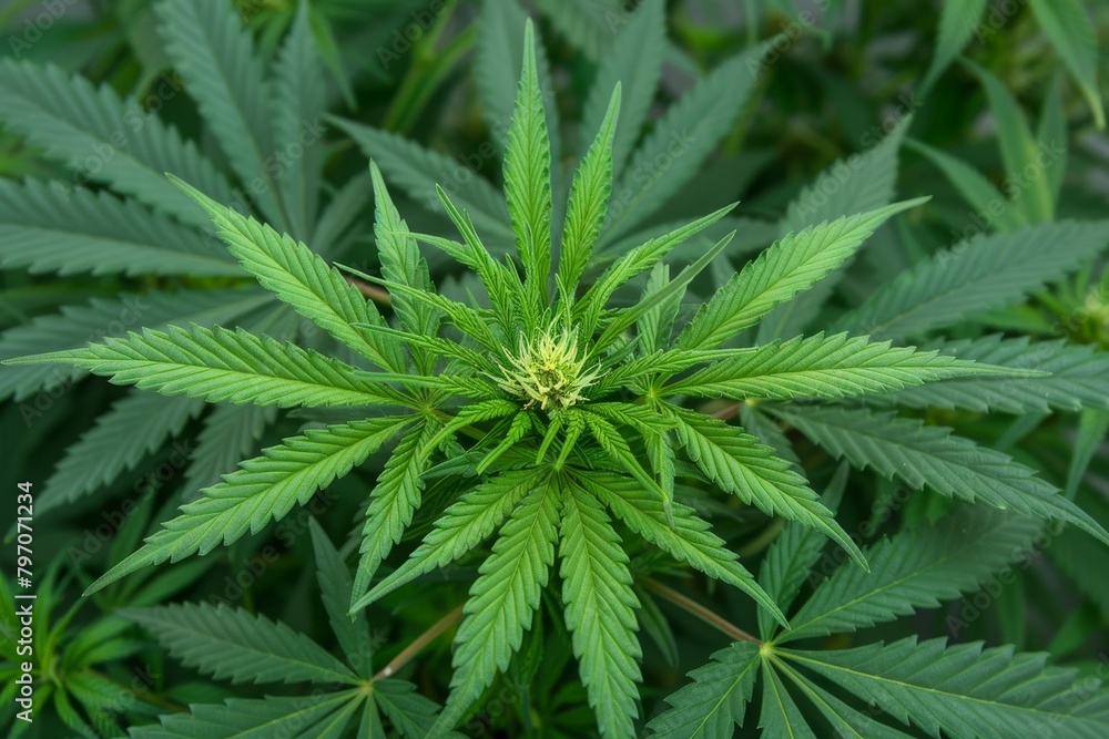 Close-up of Cannabis Plant in Natural Setting Close-up of Cannabis Plant in Natural Setting