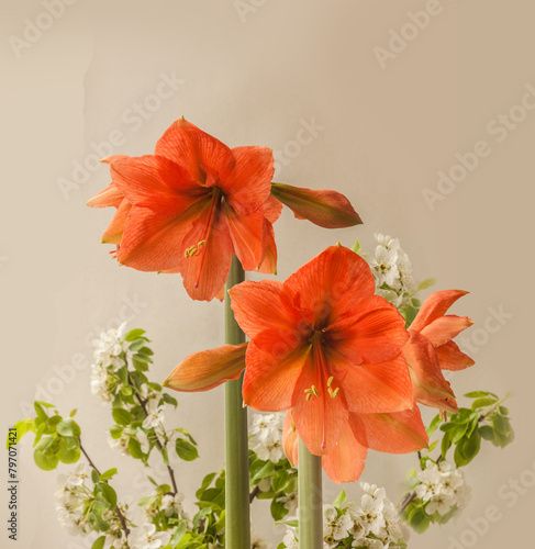 Blooming  Amaryllis ( Hippeastrum)  