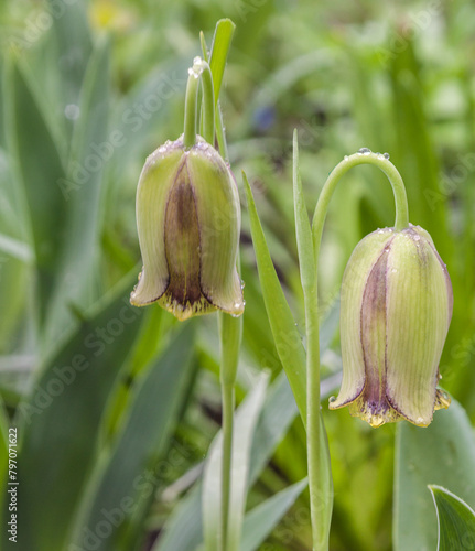 Fritillaria acmopetala  bloom in spring in the garden photo