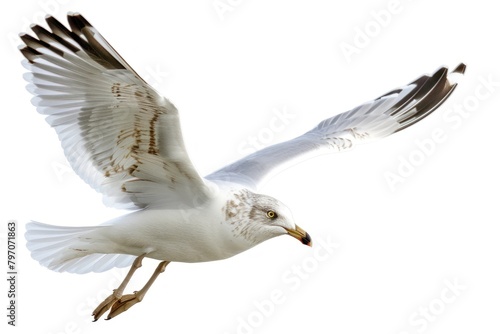 Flying Ring-Billed Gull flying seagull animal.