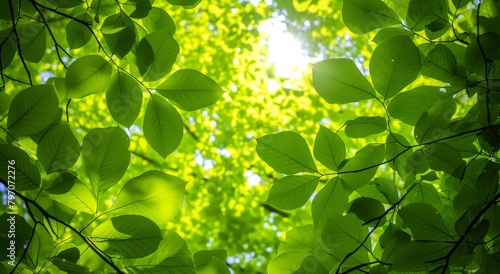 Sunlight filtering through vibrant green leaves