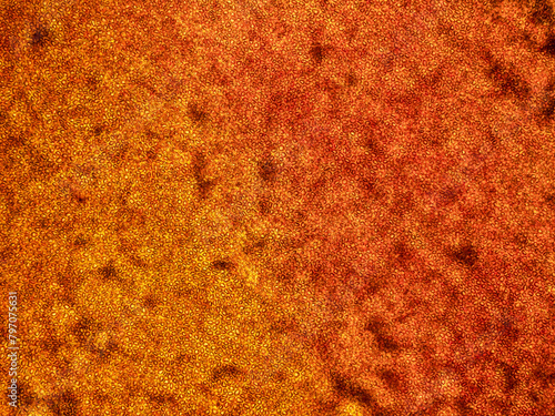 tomato skin under the microscope (Solanum lycopersicum) - optical microscope x50 magnification © juancajuarez