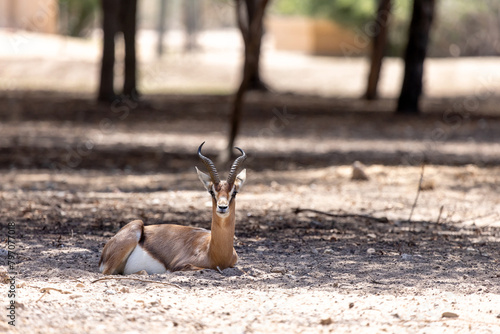 Young sand gazelle in the nature in UAE