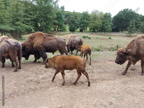 herd of buffalo photo