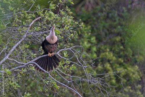 Anhinga in a tree 
