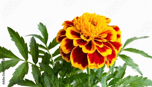 marigold flower stalk with leaves isolated on transparent background cutout
