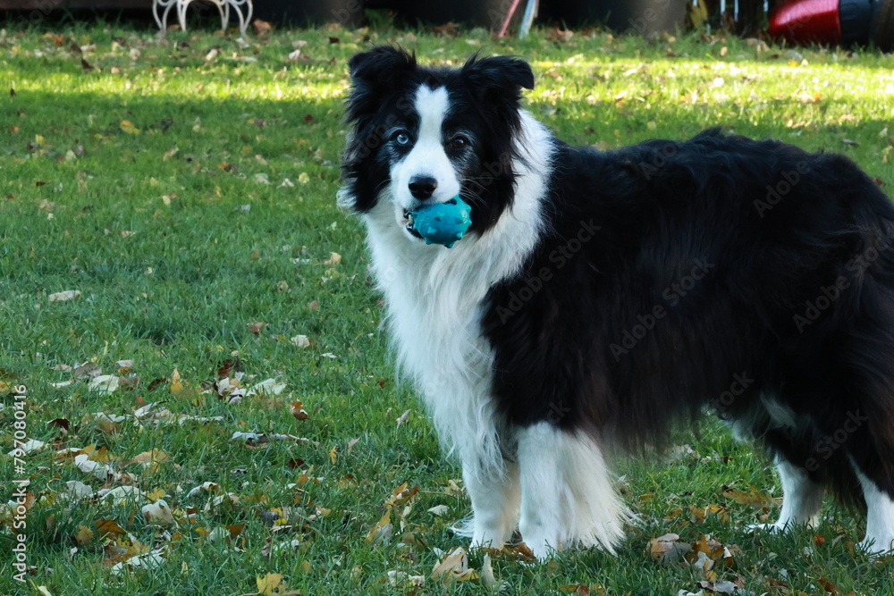 My dog Border collie with is ball My dog Border collie with is ball