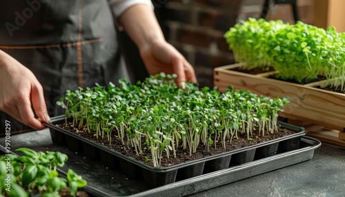 Person holding tray of sprouts, a nutritious natural produce from garden cress
