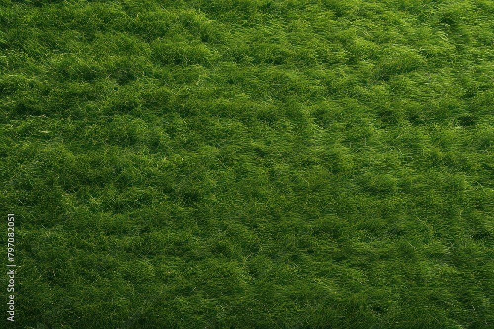 Grass backgrounds texture plant. Grass backgrounds texture plant.