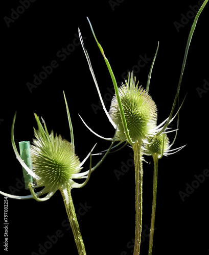 Dipsacus,, flor de la familia de los cardos