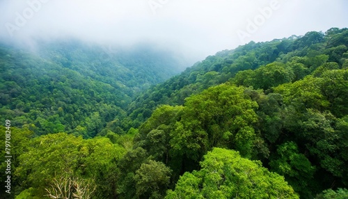 dense green forest canopy in mist