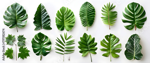 Tropical green leaves isolated on a white background, suitable for nature-themed designs and botanical illustrations.