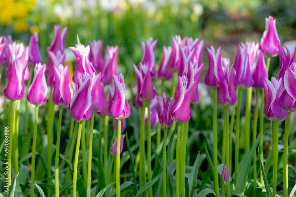 Selective focus of purple white flowers in garden, Tulips are plants of the genus Tulipa, Spring-blooming perennial herbaceous bulbiferous geophytes, Natural background, Tulip festival in Netherlands.