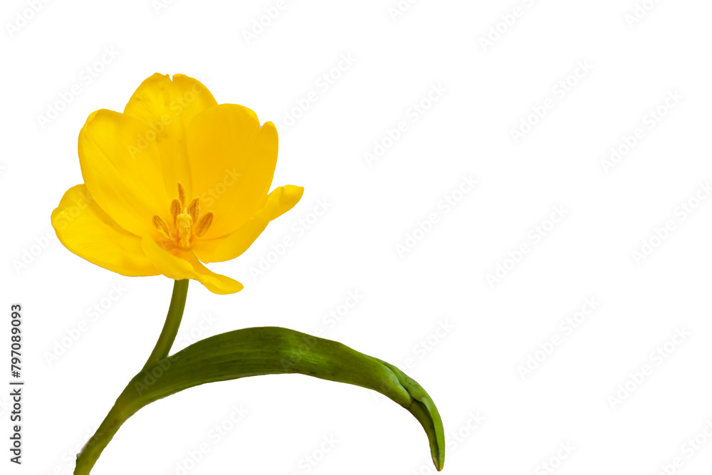 Delicate yellow tulip without background as a greeting card design with festive theme. Place for text. Horizontal. High quality photo Delicate yellow tulip without background as a greeting card design with festive theme. Place for text. Horizontal. High quality photo