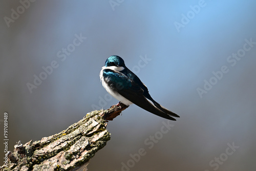 Iridescent male Tree Swallow bird sits perched on a dead tree against a blue sky