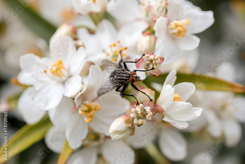 Une grosse mouche se nourrit sur des fleurs