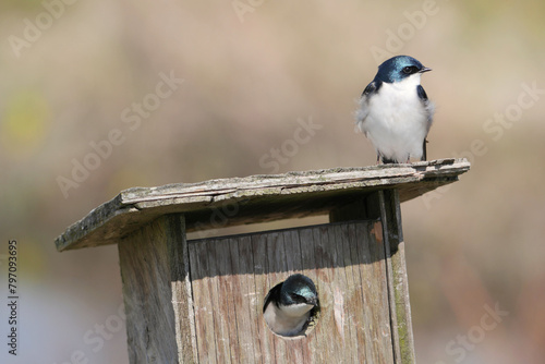 Tree swallows at a birdhouse during a spring season at the Pitt River Dike Scenic Point in Pitt Meadows, British Columbia, Canada