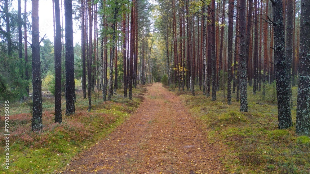 Obraz premium The dirt road passes through a mixed forest. Moss, grass, pine, spruce, birch and shrubs grow along the road. In the autumn, the leaves on the trees have turned yellow. The weather is cloudy and foggy