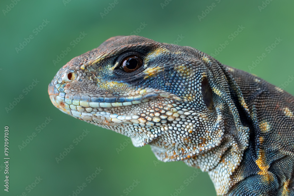 Obraz premium Butterfly agama closeup head, Butterfly agama (leiolepis belliana) 