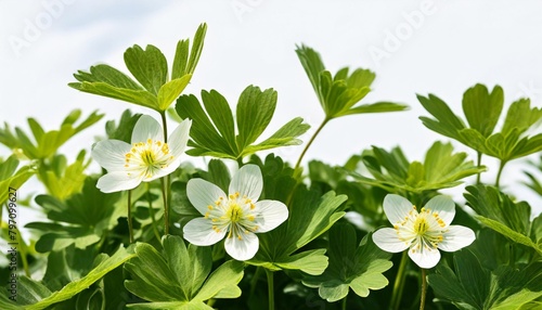 lady s mantle field flower vector drawing wild plants at white background alchemilla vulgaris floral border hand drawn botanical illustration photo