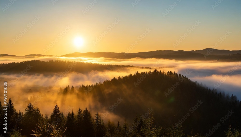 forest with fog glowing in the warm light of the rising sun