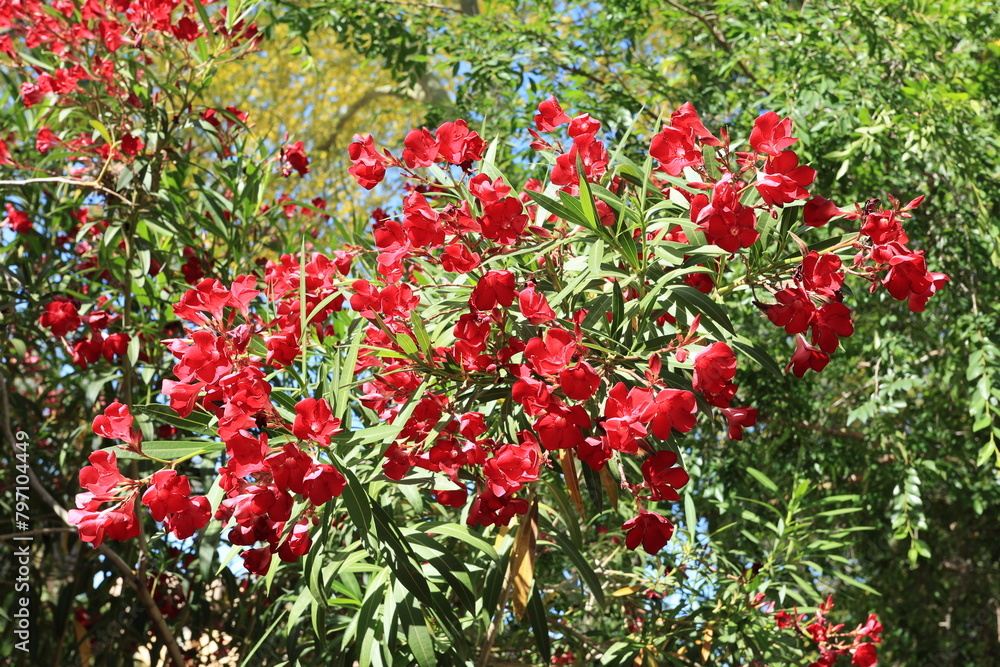 Nerium Hardy Oleander blooming with red flower clusters in Arizona spring, natural background or backdrop; closeup