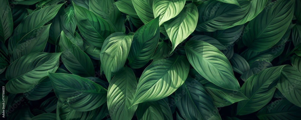 Lush green hosta plant leaves background