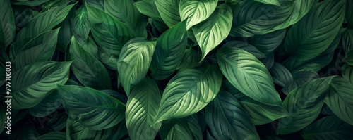 Lush green hosta plant leaves background