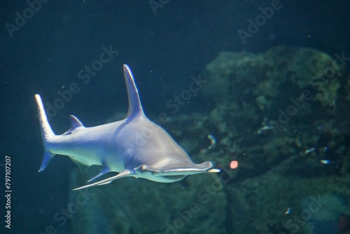 Great Hammerhead Sharks swimming in the sea photo