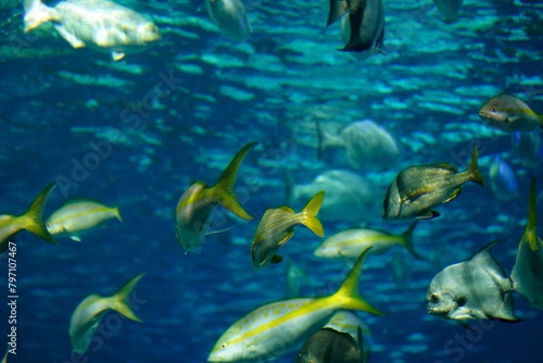 Shool of blue tropical striped fish in the ocean Caesio Striata (Striated Fusilier) swimming deep underwater 