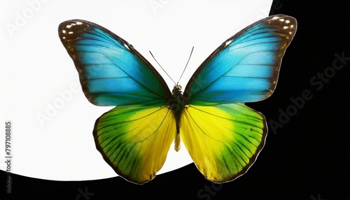 very beautiful blue yellow green butterfly in flight isolated on a transparent background © Jaelynn