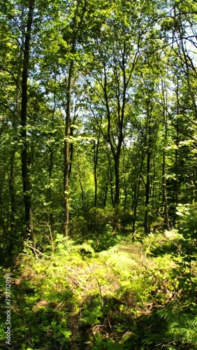 Wallpaper Mural walk in the forest, gimbal smooth, oe01 Torontodigital.ca