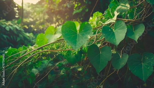 heart shape green leaves jungle vine plant bush with twisted vines and tendrils of obscure morning glory ipomoea obscura climbing vine tropical plant photo