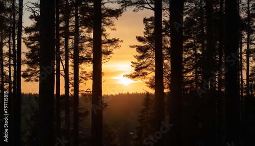 beautiful sunset in the forest with silhouettes of trees at the edges of the frame