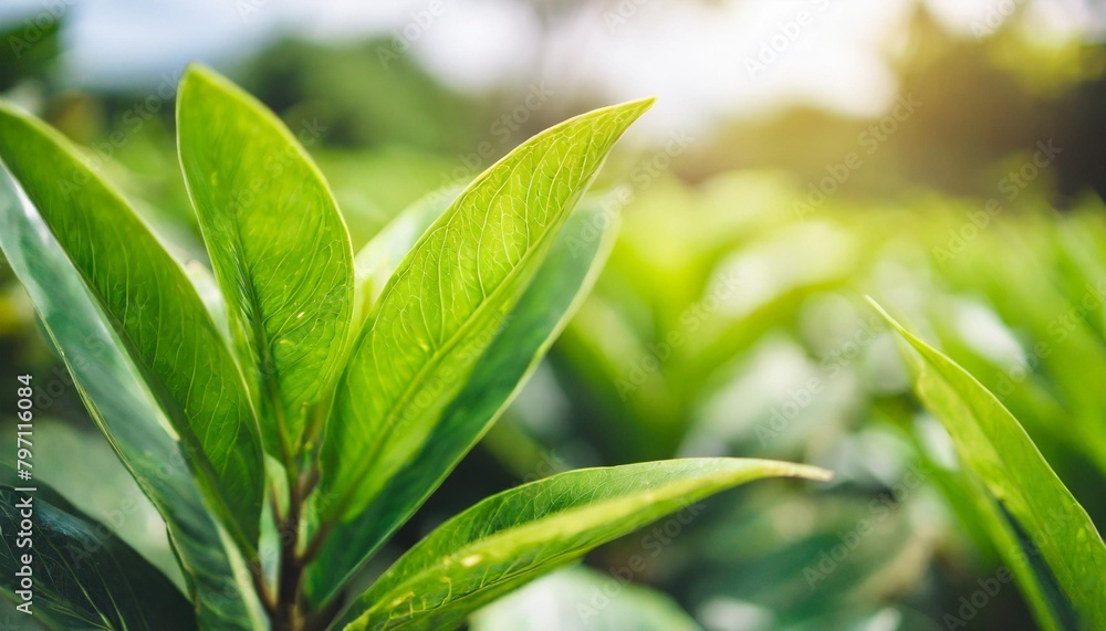 abstract nature green blurred background nature leaf on greenery background in garden with copy space using as background wallpaper page concept abstract nature green blurred background nature leaf on greenery background in garden with copy space using as background wallpaper page concept