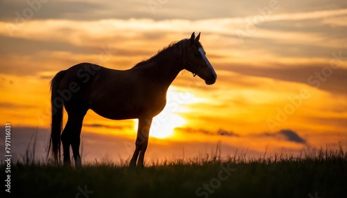 horse silhouette in the meadow with a beautiful sunset background © Heaven