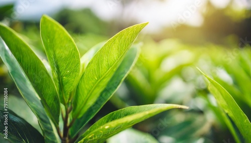 abstract nature green blurred background nature leaf on greenery background in garden with copy space using as background wallpaper page concept © Heaven