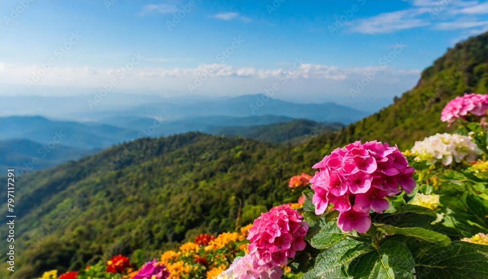 Obraz premium garden flowers on the mountain in thailand