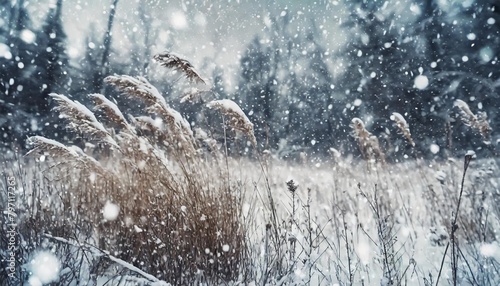 dry grass covered with snow trees in the background and falling snow © Heaven