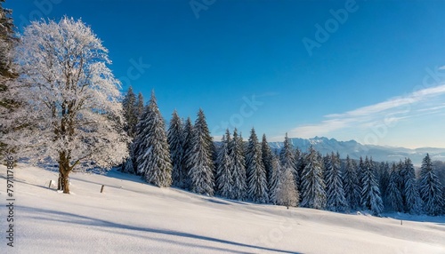 winter landscape with trees © Heaven