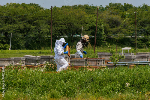 蜜蜂の集めた蜜を取り込む養蜂家