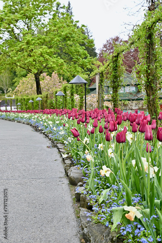 Spring flowers in full bloom at Butchart's Gardens, Victoria BC. Mass plantings in gorgeous floral display gardens. © Kristin