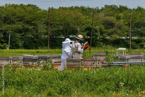 蜜蜂の集めた蜜を取り込む養蜂家