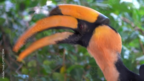great hornbill (Buceros bicornis), also known as the concave-casqued hornbill, great Indian hornbill or great pied hornbill sitting on the tree 4k footage  photo