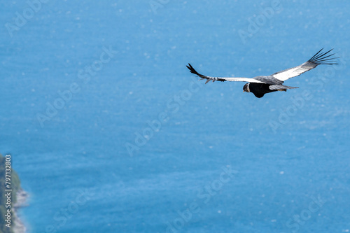 Cóndor volando sobre los lagos de la cordillera de los Andes, Argentina. 