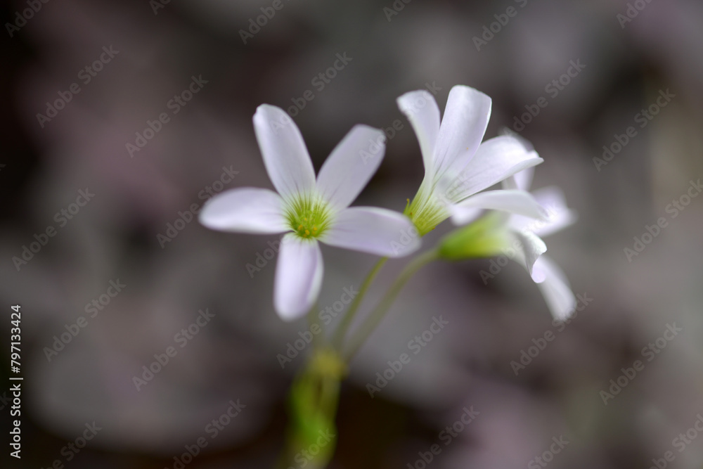 Obraz premium カタバミ