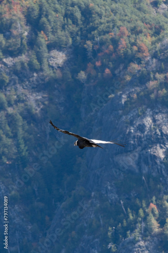 Cóndor sovrevolando los bosques de la Cordillera de los Andes en Otoño, Bariloche, Patagonia, Argentina.