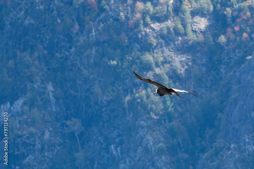 Cóndor Andino volando por los bosques y montañas de la Patagonia. 