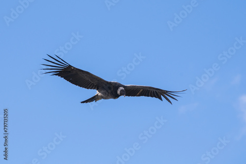 Cóndor Andino obsrvando desde lo alto del cielo su próximo alimento. Patagonia, Argentina.