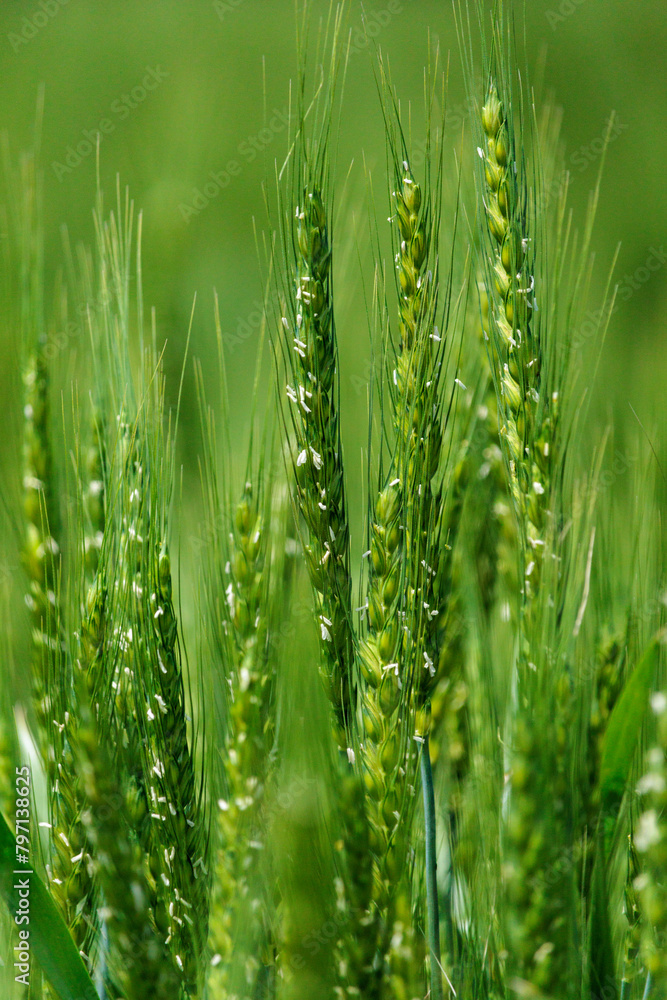 Obraz premium 花芽をつけた青い麦の穂